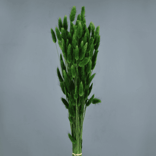 Lagurus seco verde escuro, Flor seca