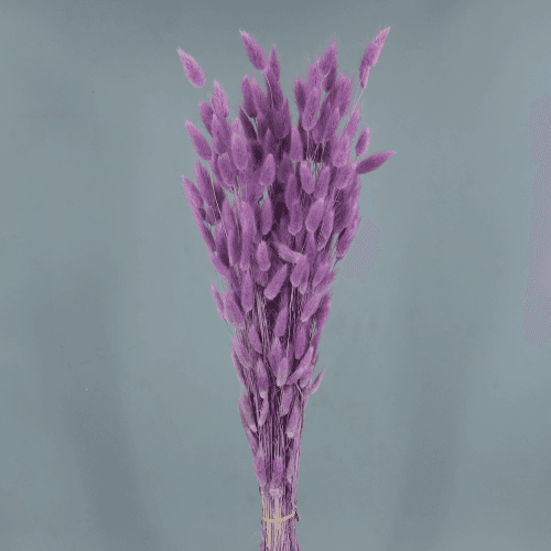 Lagurus seco lavanda, Flor seca de 60 cm de comprimento