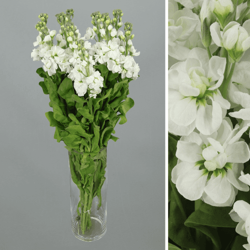 Alheli Aida White, Blanco