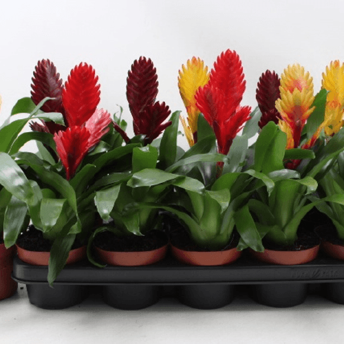 Vriesea Espada de Fuego (Colores Variados), Planta de 35 cm de alto, pack de 10 uds