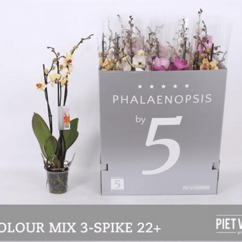 Pack de 12 Phalaenopsis multicolor 3 varas (orquídea mariposa), Planta de 70 cm de alto
