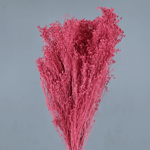 Brooms Cereza