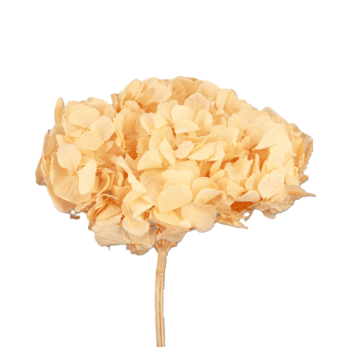 Hortensia préservé orange clair, Fleur stabilisée de 16-20 cm de long