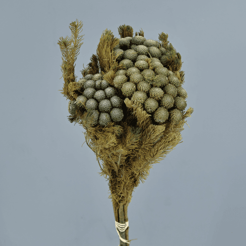 Brunia albiflora preservada cinza