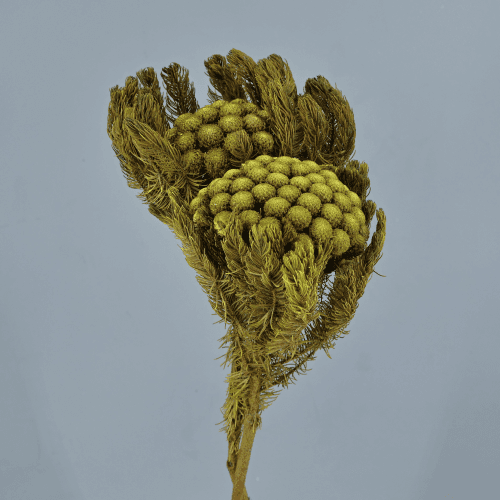 Brunia Albiflora Amarillo