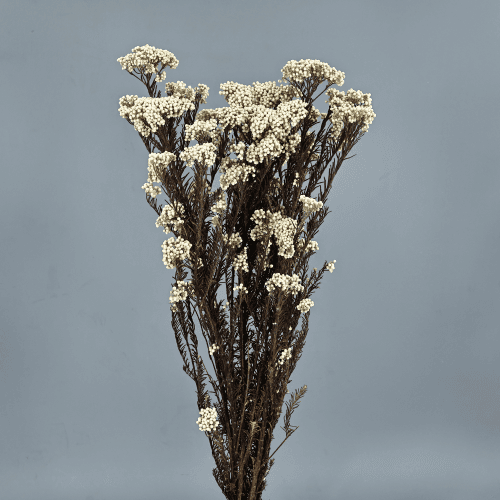 Flor de arroz preservada blanca