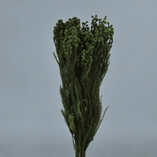 Berzelia lanuginosa kontserbatua berdea
