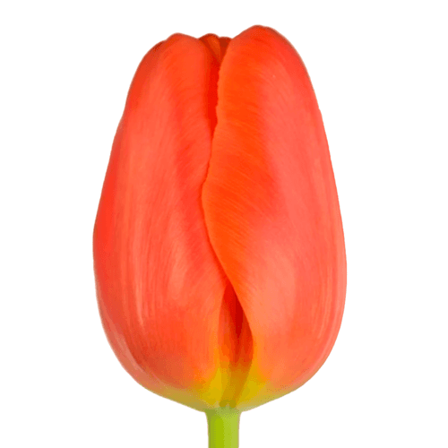 Tulipan Orange Juice