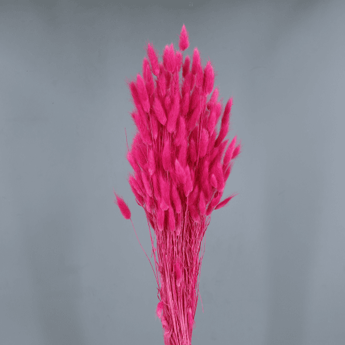Lagurus Fuchsia