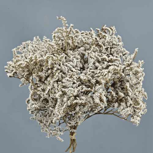 Tatarica Natural, Preservado, 25cm