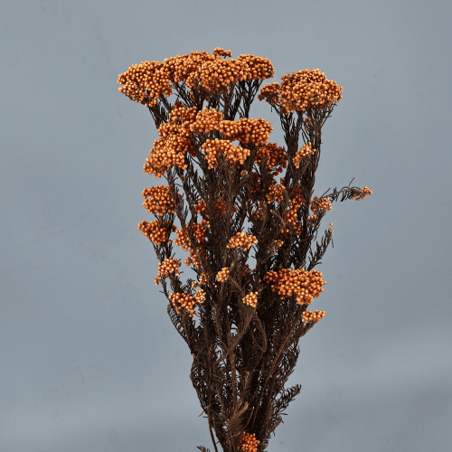 Fleur de riz préservée saumon
