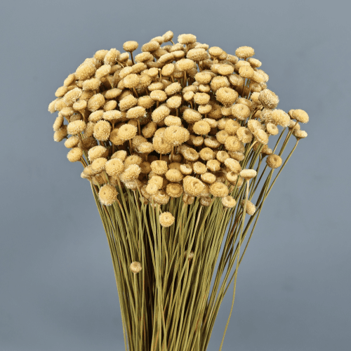 Amarelino seco natural, Flor seca de 45 cm de largo