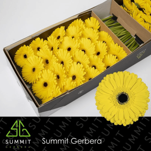 Bouquet de 50 Gerbera jamesonii jaunes Don Leo (45 cm), Fleur fraîche de 45 cm de long, 50 tiges