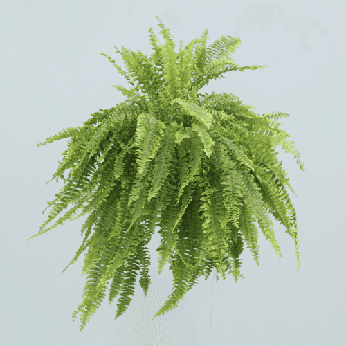 Helecho Exaltata BOSTON, Verde Claro, 1 tallos, 30cm