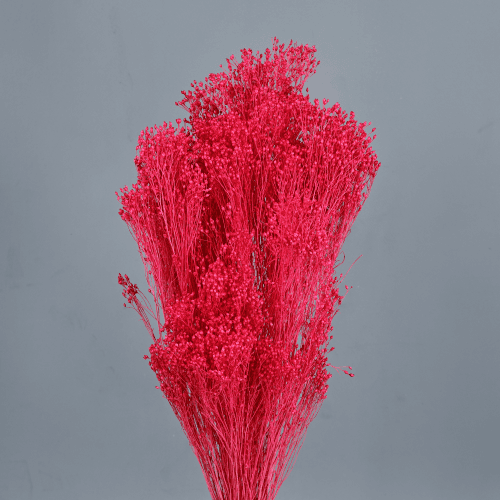 Giesta seca fúcsia, Flor seca de 50 cm de comprimento, conjunto de 2 hastes