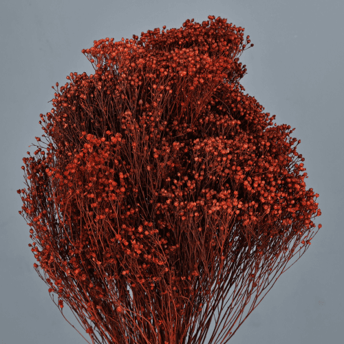 Giesta seca laranja, Flor seca de 50-55 cm de comprimento La Sempreviva