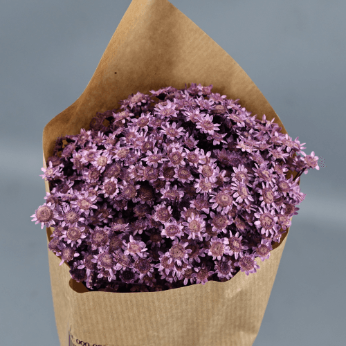Glixia Morada, Flor seca de 40 cm de largo