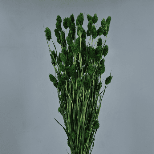 Phalaris Verde Seco, Flor seca de 80 cm de comprimento