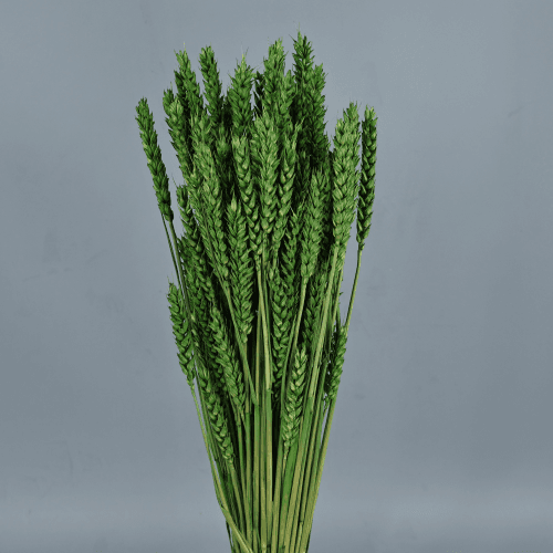 Trigo seco verde, Flor seca de 80 cm de comprimento
