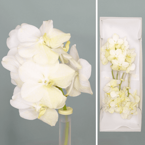 Orquídea Vanda blanca, Flor fresca