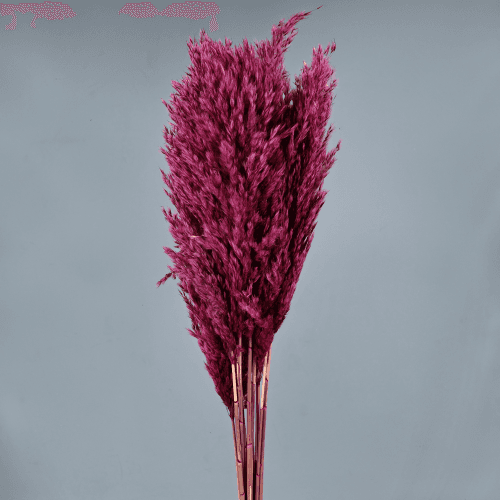 Pluma preservada fucsia, Flor preservada de 50-60 cm de largo