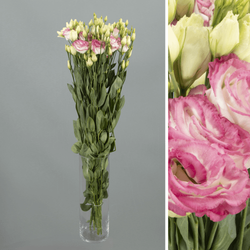 Lisianthus Doble Croma Bridal Kiss, Blanco/Rosa, 1 tallos, 70cm