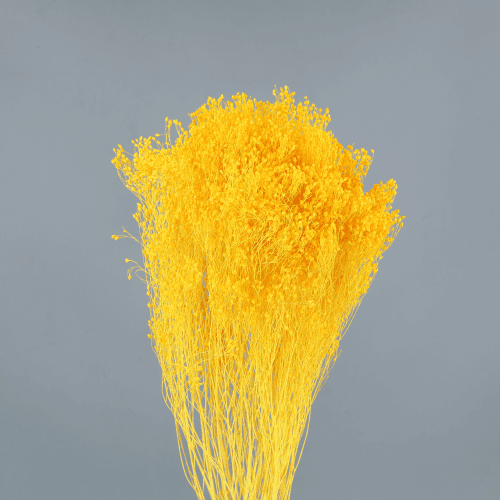 Giesta seca Amarela, Flor seca de 50-55 cm de comprimento La Sempreviva