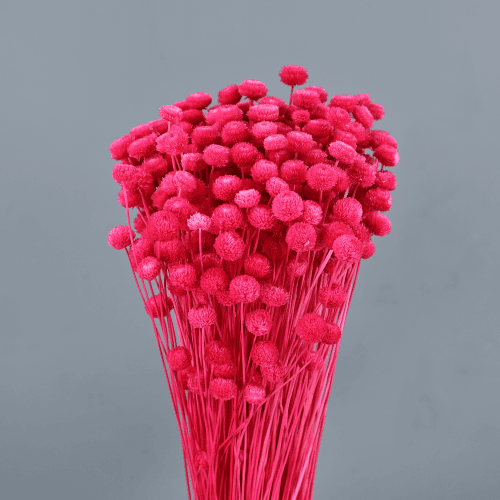 Amarelino seco Fucsia