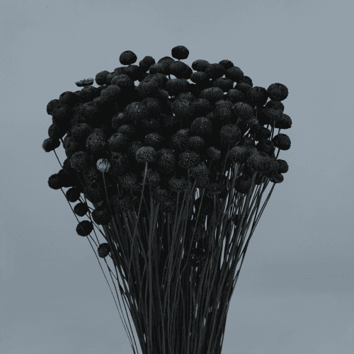 Amarelino séché Noir, Fleur séchée de 45 cm de long
