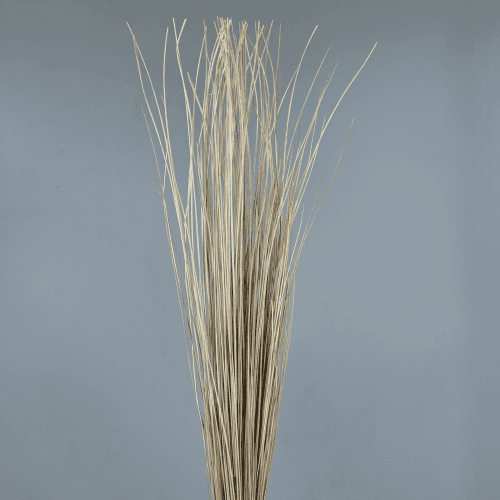 Erva decorativa seca Natural, Flor seca de 90 cm de comprimento