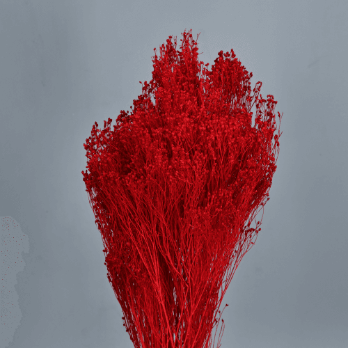 Retama seca Roja