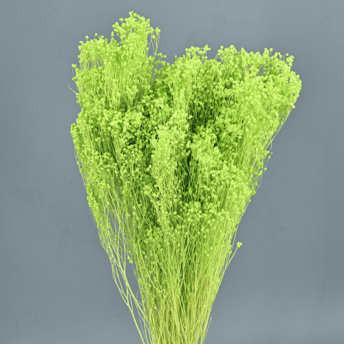 Genêt séché Vert Pistache