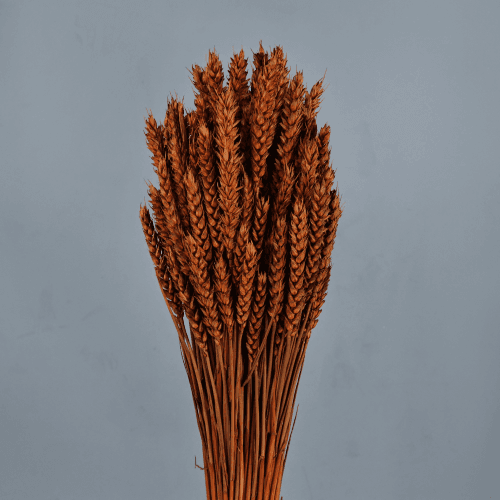 Trigo seco Castanho, Flor seca de 70-80 cm de comprimento