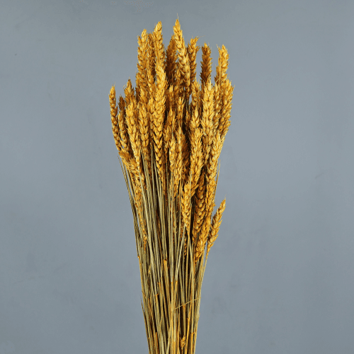 Trigo seco Ocre, Flor seca de 80 cm de comprimento