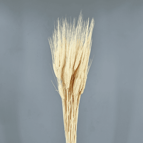 Trigo Branco Seco, Flor seca de 80 cm de comprimento
