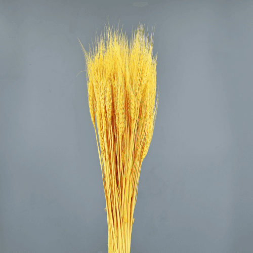 Triticum seco Amarillo