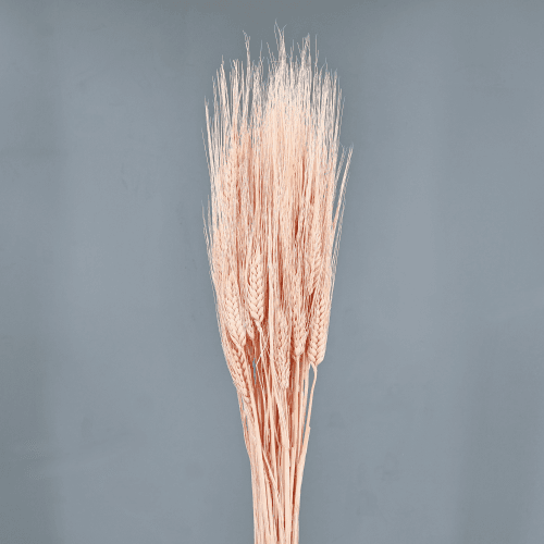 Triticum seco Rosa