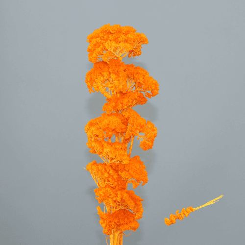 Achillea Naranja, Naranja