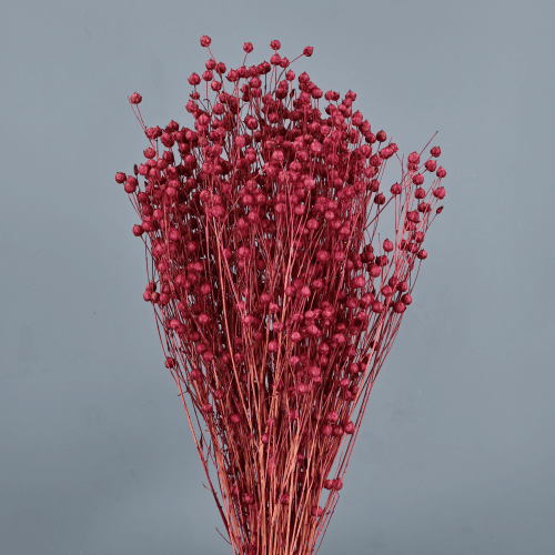 Lino seco Fucsia, Flor seca de 50 cm de largo