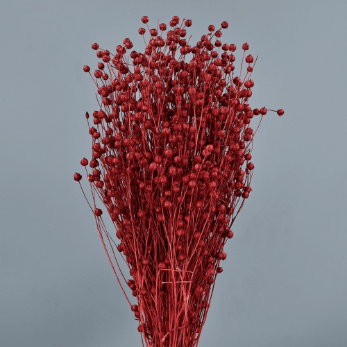 Lino seco Rojo, Flor seca de 50 cm de largo