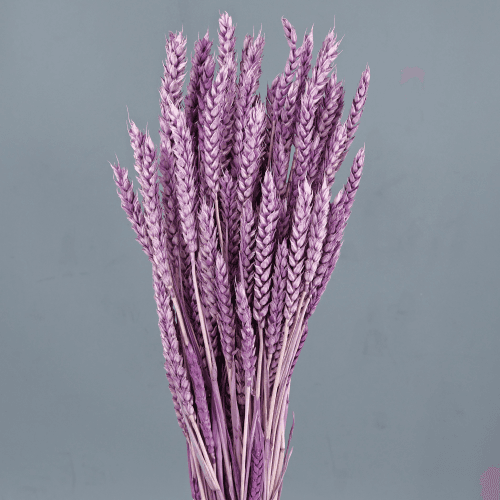 Trigo seco Lavanda, Flor seca de 70-80 cm de comprimento