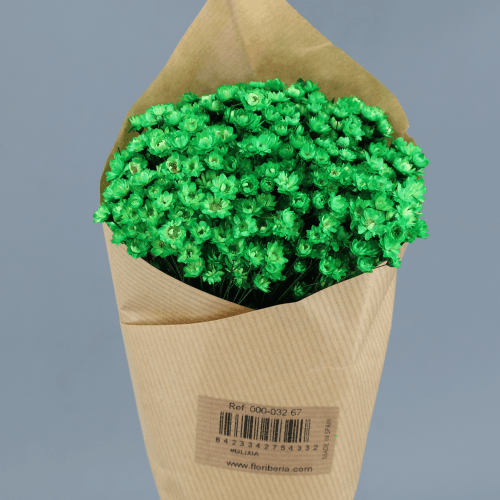 Glixia seca Verde