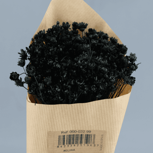 Glixia séchée Noire, Fleur séchée de 50 cm de long