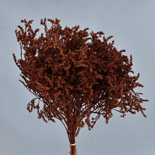 Tatarica preservada Castanha, Flor preservada de 25-30 cm de comprimento