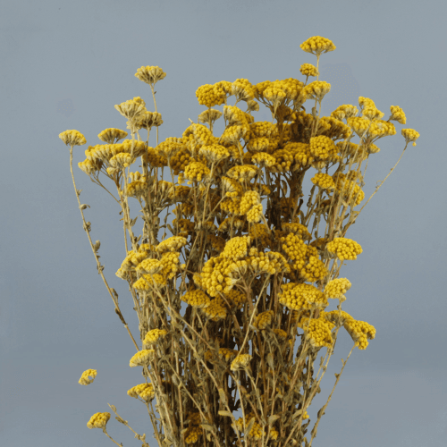 Achillea lehorra koloranitza