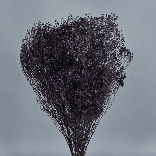 Giesta seca Roxa, Flor seca de 50 cm de comprimento