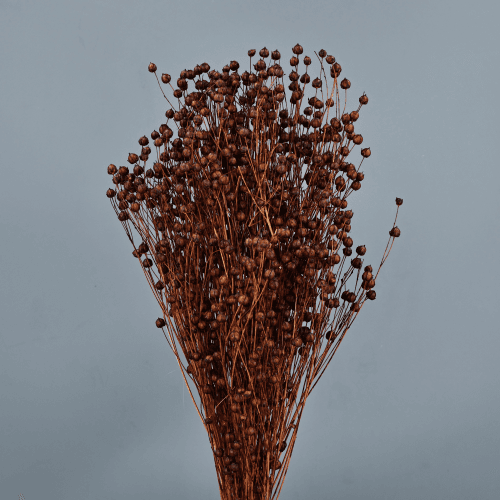 Lino seco Marrón, Flor seca de 50 cm de largo