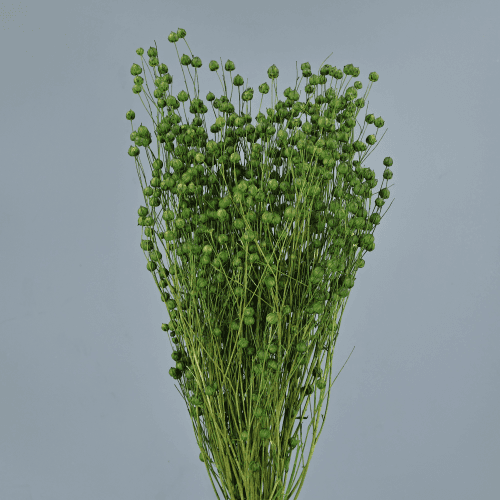 Lino Verde, Flor seca de 50 cm de largo