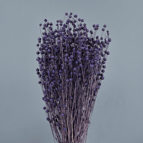 Lino Morado