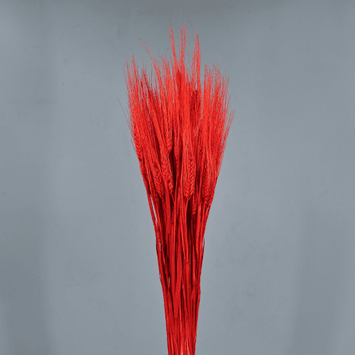 Triticum seco Vermello